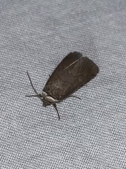 Sympistis stabilis
