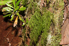 Trichomanes flavofuscum