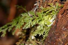 Trichomanes flavofuscum