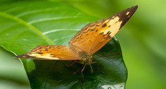 Cupha