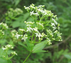 Galium valantioides