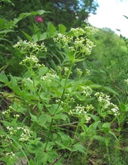 Galium valantioides