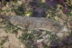 Holothuria scabra
