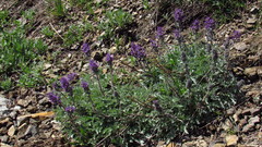 Phacelia sericea sericea