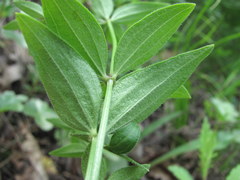 Galium valantioides