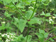 Galium valantioides