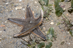 Astropecten indicus
