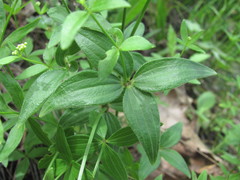 Galium valantioides