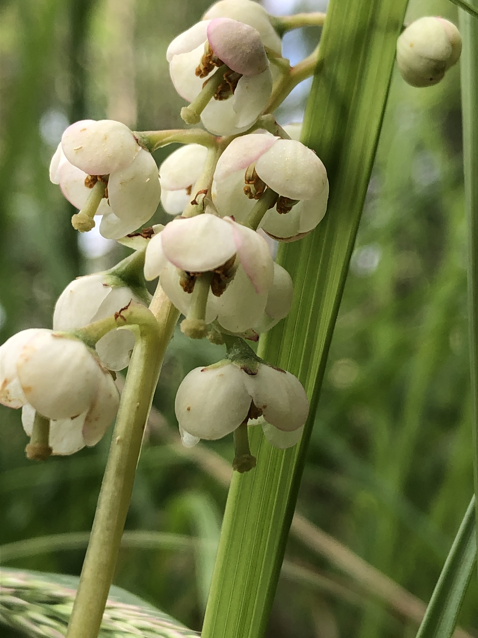 Pyrola media