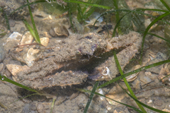 Rhinolambrus pelagicus