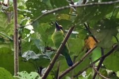 Psilopogon chrysopogon