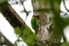 Psilopogon chrysopogon