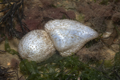 Phyllophorus