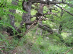 Artemisia chamaemelifolia