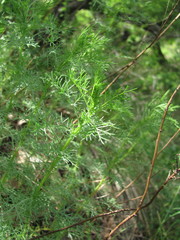 Artemisia chamaemelifolia