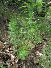 Artemisia chamaemelifolia