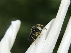 Hylaeus pictipes
