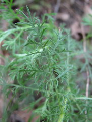 Artemisia chamaemelifolia
