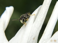 Hylaeus pictipes