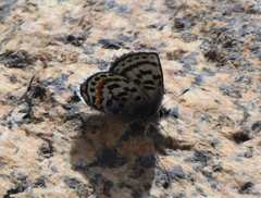Euphilotes battoides