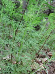 Artemisia chamaemelifolia