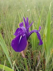 Iris laevigata