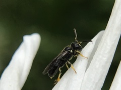 Hylaeus pictipes