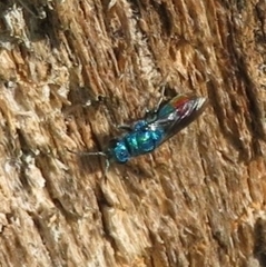 Chrysis fulgida