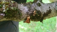 Hypocreopsis rhododendri