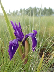 Iris laevigata