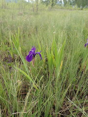 Iris laevigata