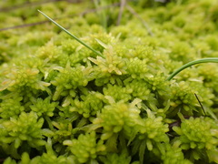 Sphagnum obtusum