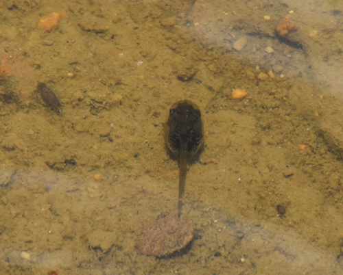 iNaturalist observation photo of Pacific chorus frog