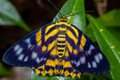 Dysphania subrepleta