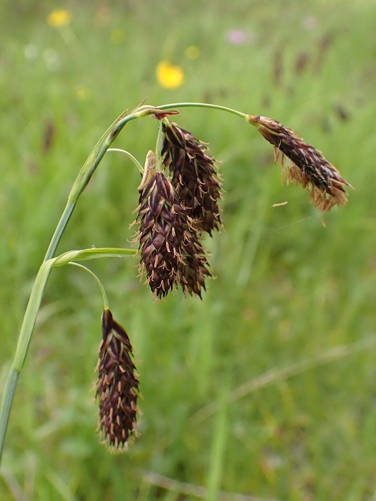 Carex coriophora