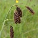Carex coriophora - Photo (c) Nikolay V Dorofeev, some rights reserved (CC BY-NC), uploaded by Nikolay V Dorofeev