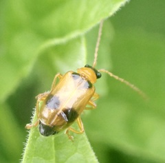 Phyllobrotica quadrimaculata