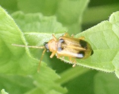 Phyllobrotica quadrimaculata