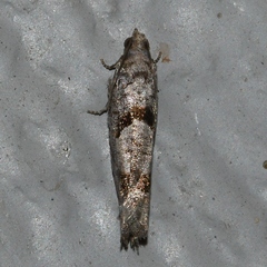 Pseudexentera vaccinii