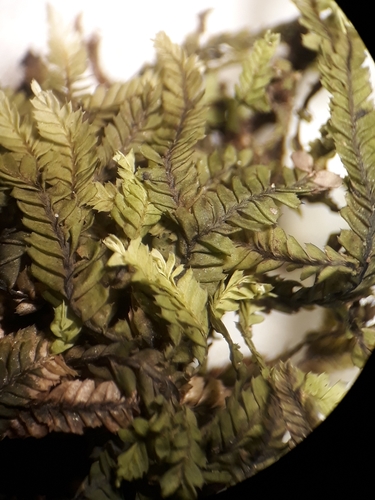 Dinckleria