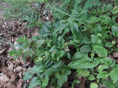 Valeriana cardamines
