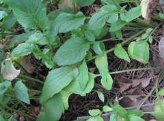 Valeriana cardamines