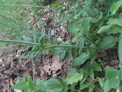 Valeriana cardamines