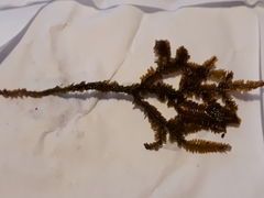 Plagiochila trispicata