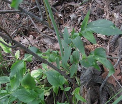 Valeriana cardamines