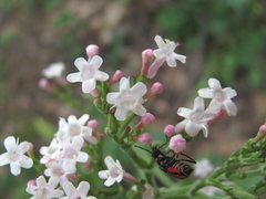 Valeriana cardamines