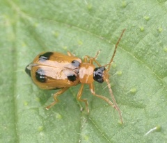 Phyllobrotica quadrimaculata