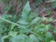 Valeriana cardamines