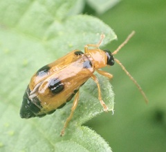Phyllobrotica quadrimaculata