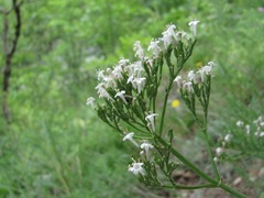 Valeriana cardamines